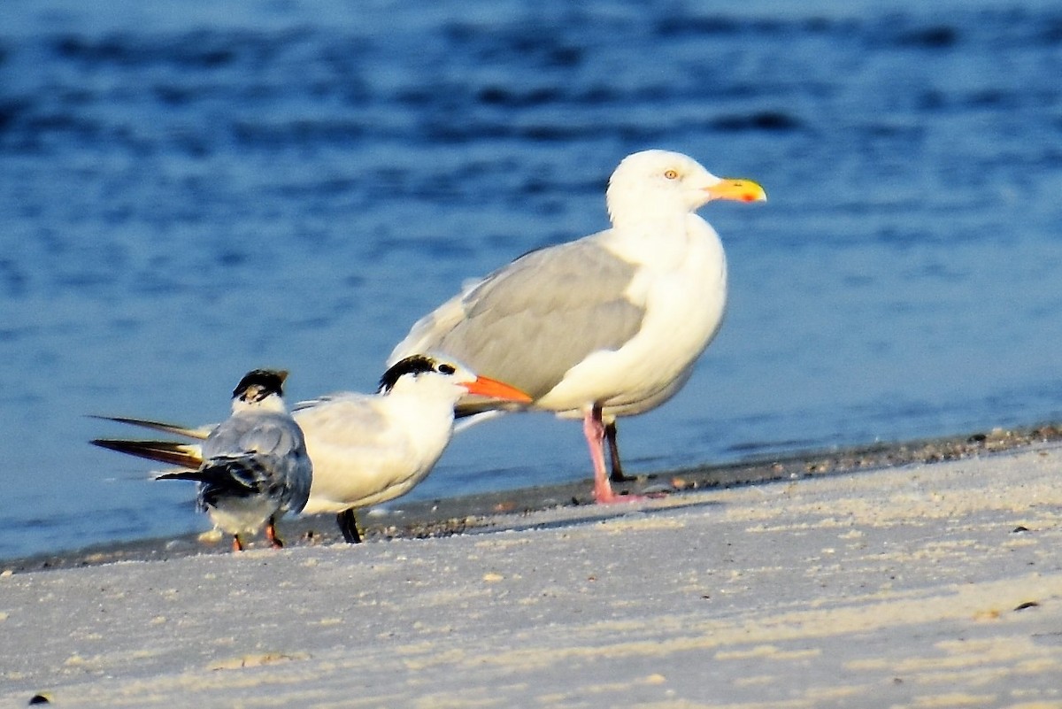 Herring Gull (American) - ML271083151