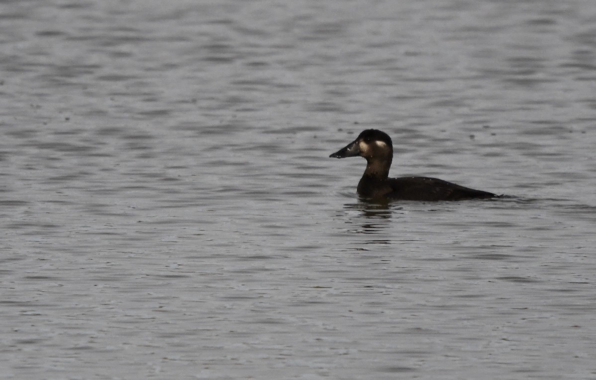 Surf Scoter - ML271084181