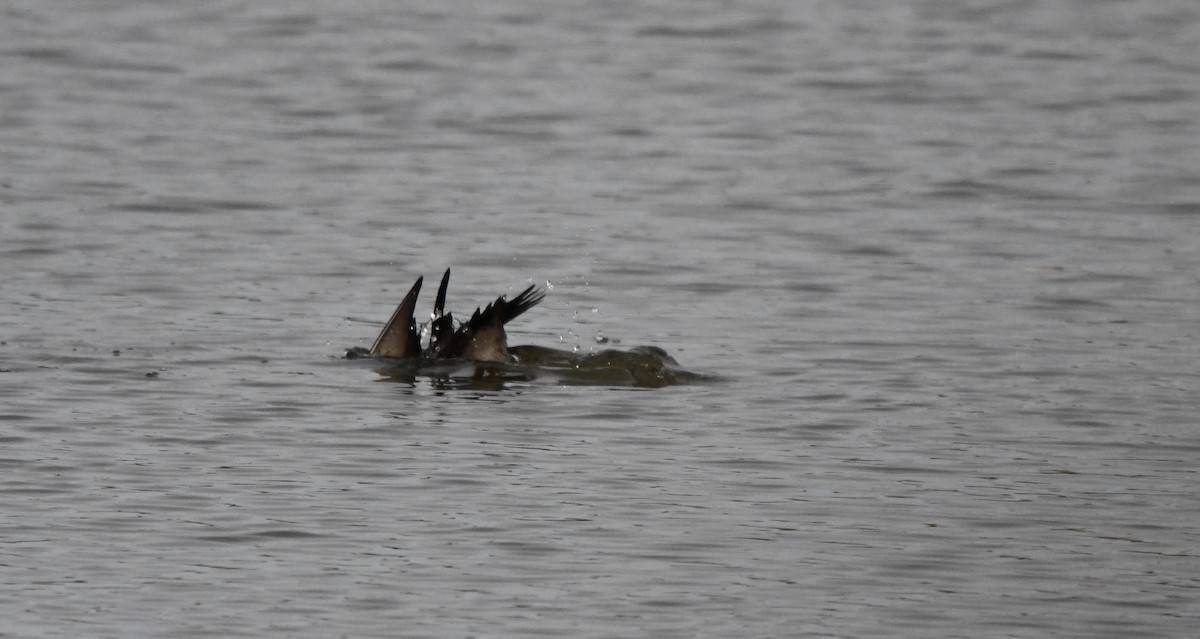 Surf Scoter - ML271084211