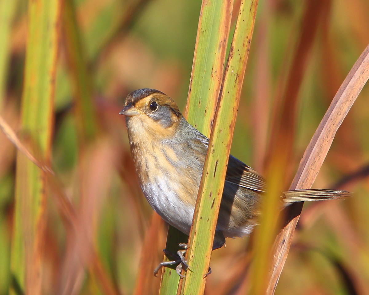 Nelson's Sparrow (Interior) - Bruce Robinson