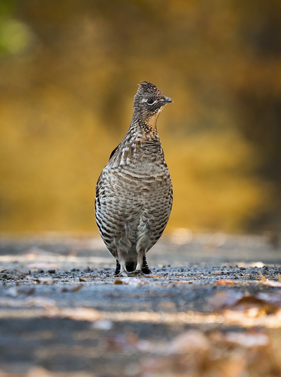 Ruffed Grouse - Anonymous