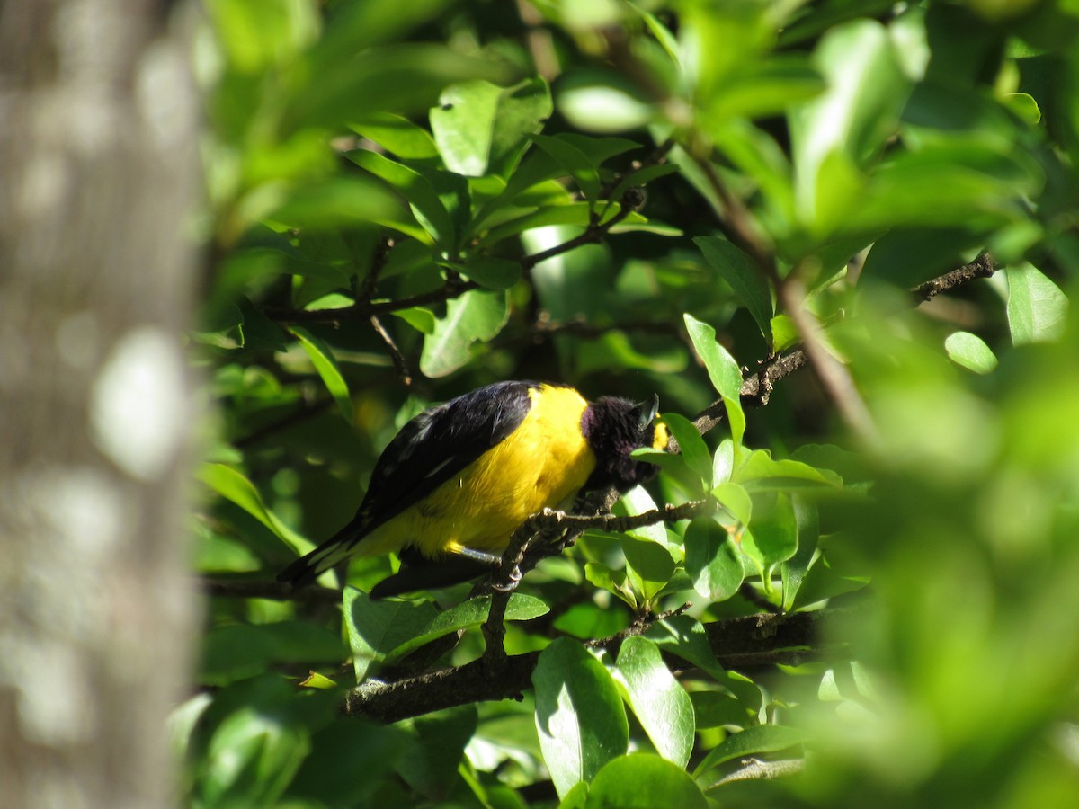 Purple-throated Euphonia - ML271086361