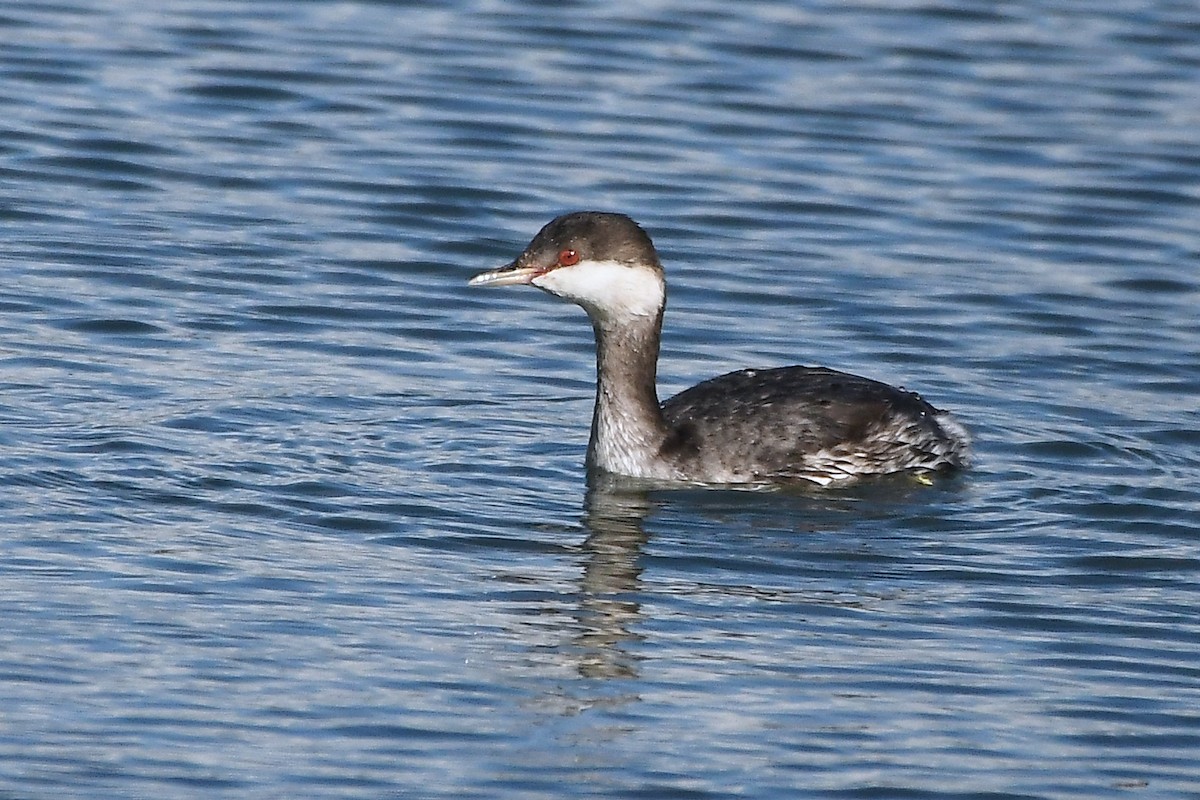 Horned Grebe - MJ OnWhidbey