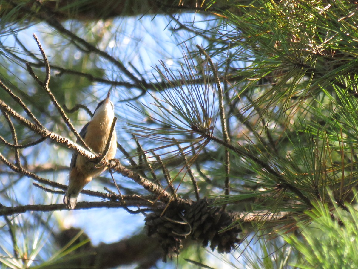 Red-breasted Nuthatch - ML271087671