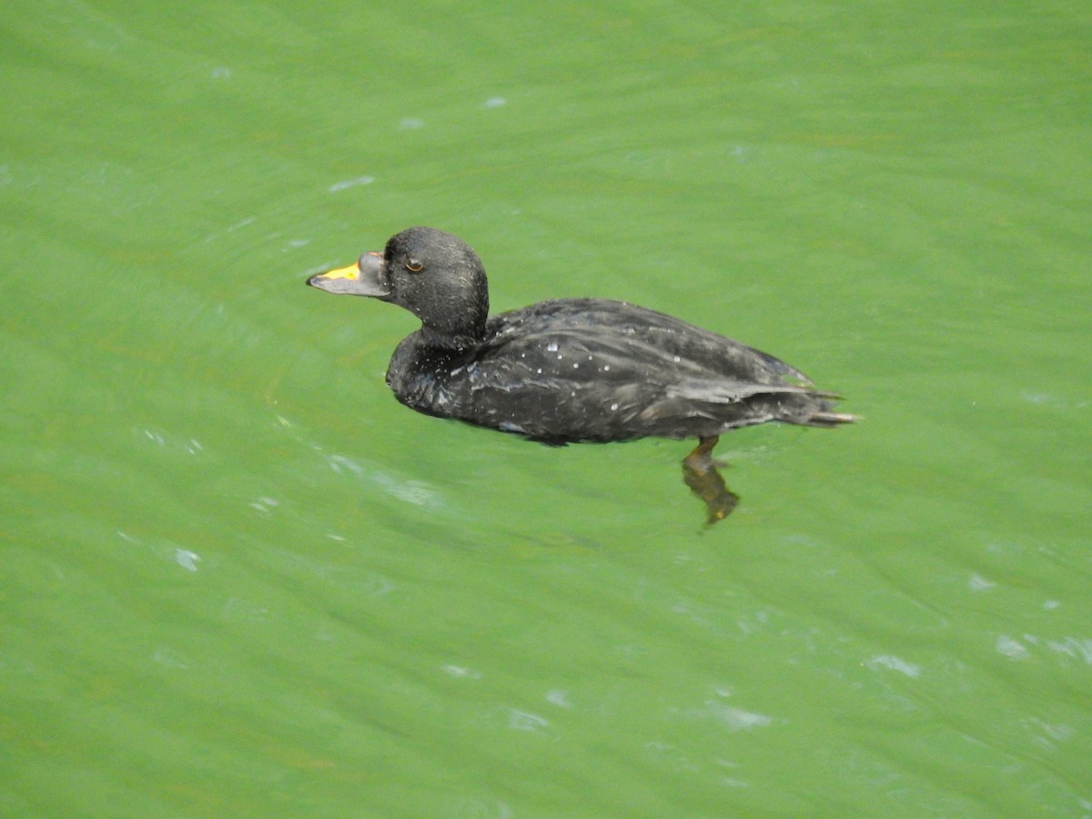 Common Scoter - ML271088321