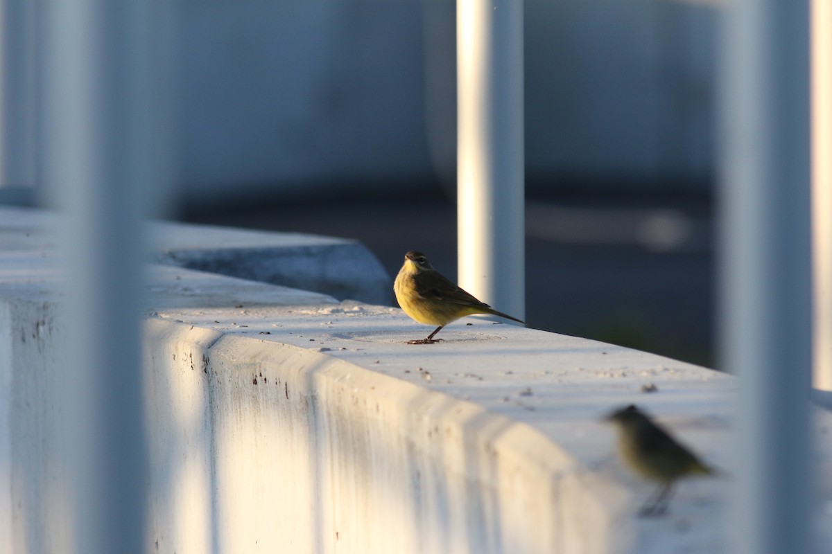 Palm Warbler - Richard Garrigus