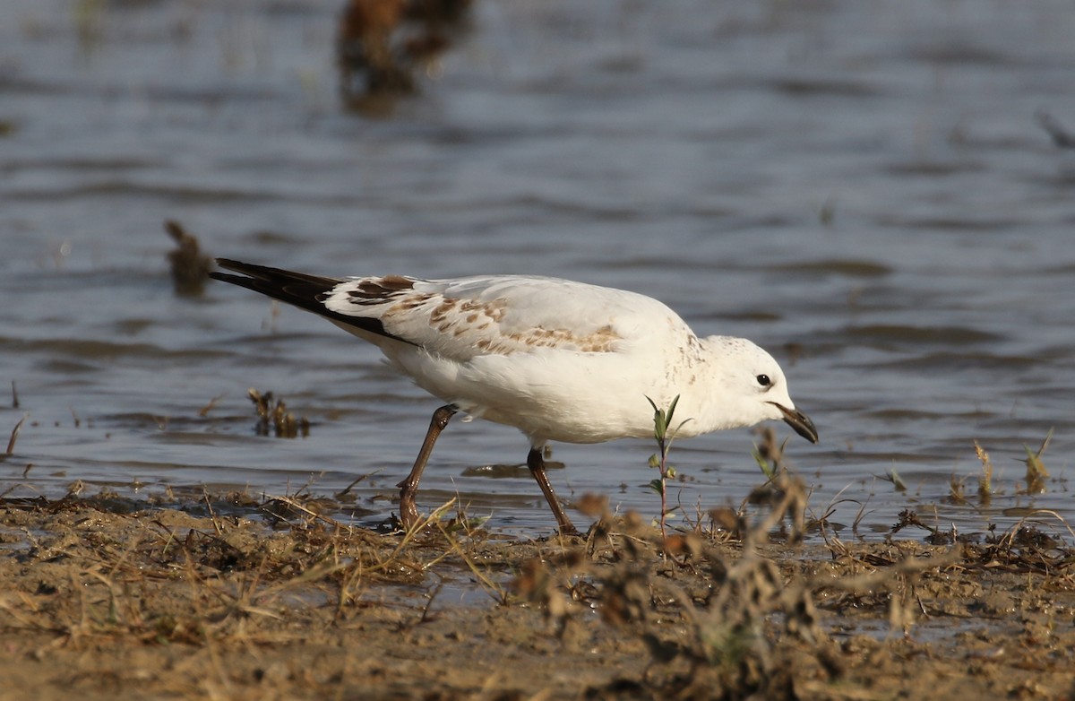 Relict Gull - ML271089541