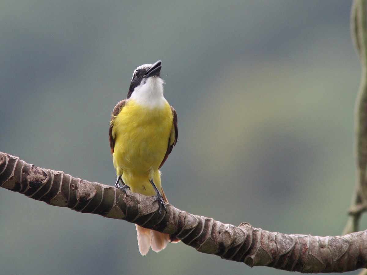 Great Kiskadee - ML27109081