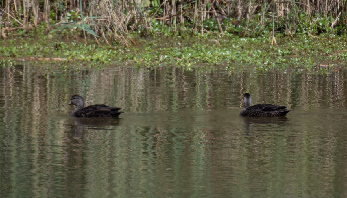 American Black Duck - ML271092961