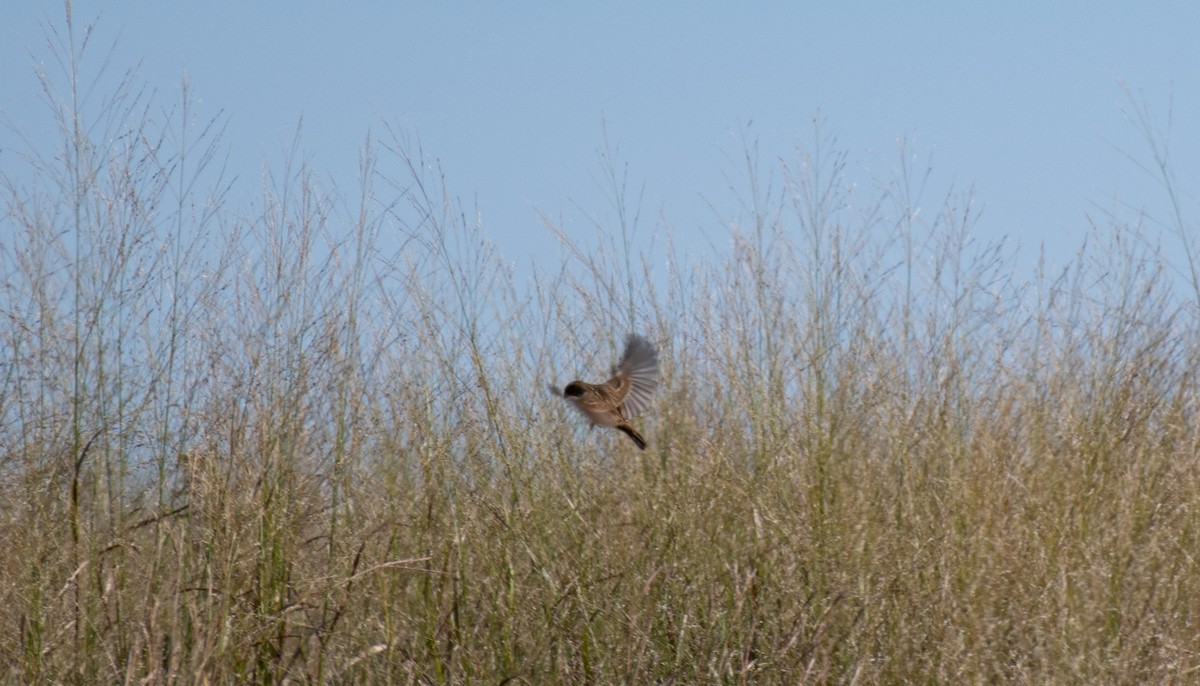 Bobolink - ML271093391