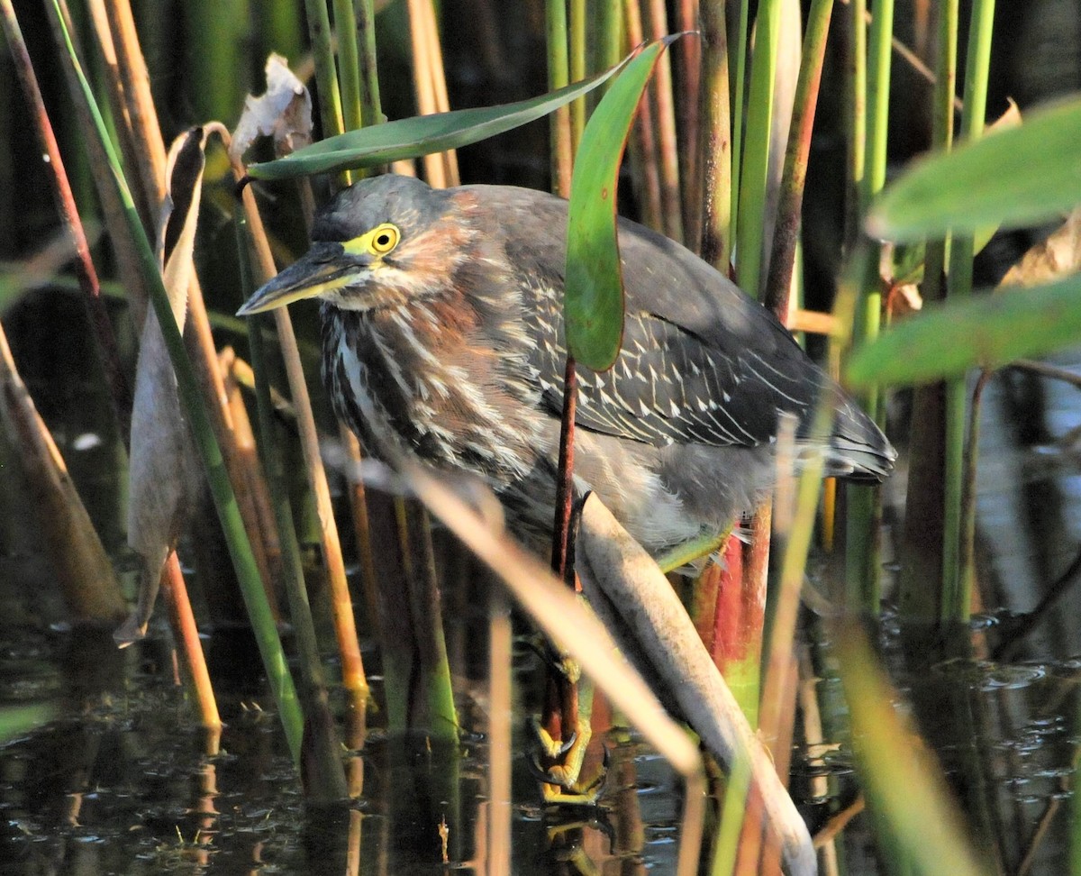 Green Heron - ML271094341