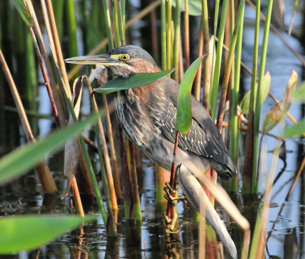 Green Heron - ML271094351