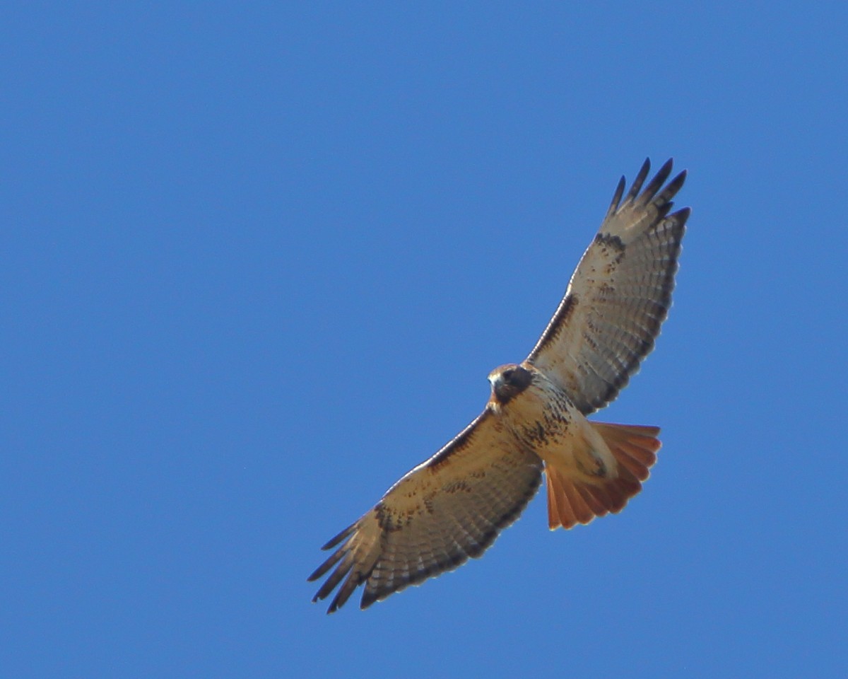 Red-tailed Hawk (borealis) - Bruce Robinson