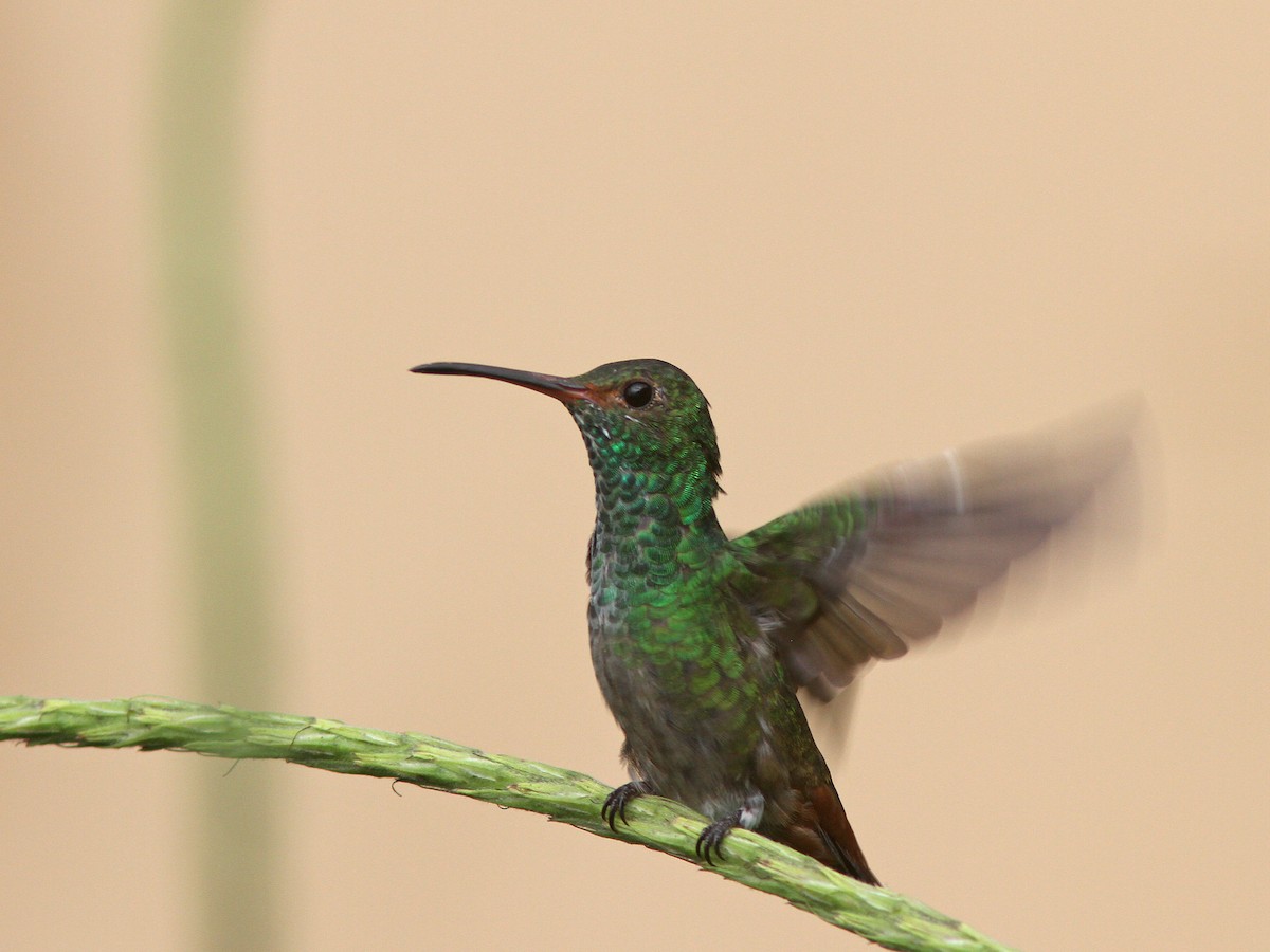 Rufous-tailed Hummingbird - ML27109711