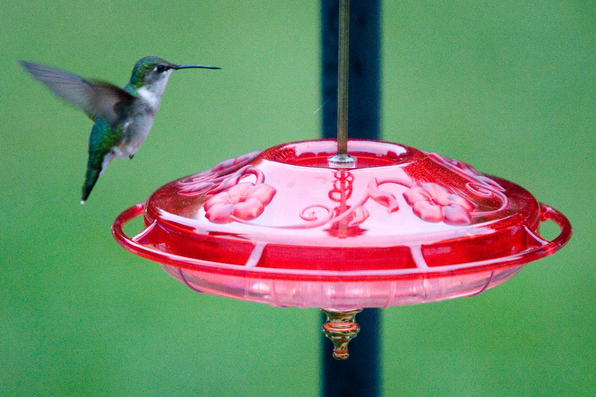 Ruby-throated Hummingbird - Ken Zirkel