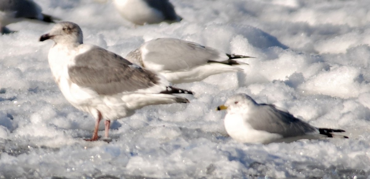 Slaty-backed Gull - ML271097771