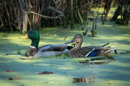 Зэрлэг нугас - ML271097871