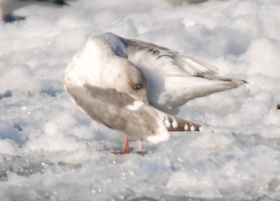 Slaty-backed Gull - ML271098631