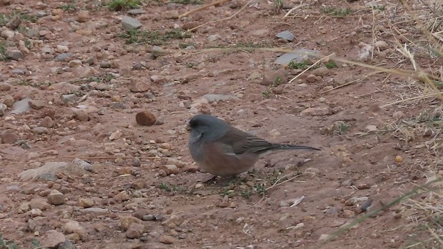 Junco ardoisé (mearnsi) - ML271098901