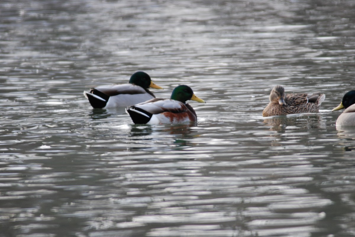 Canard colvert - ML271099331