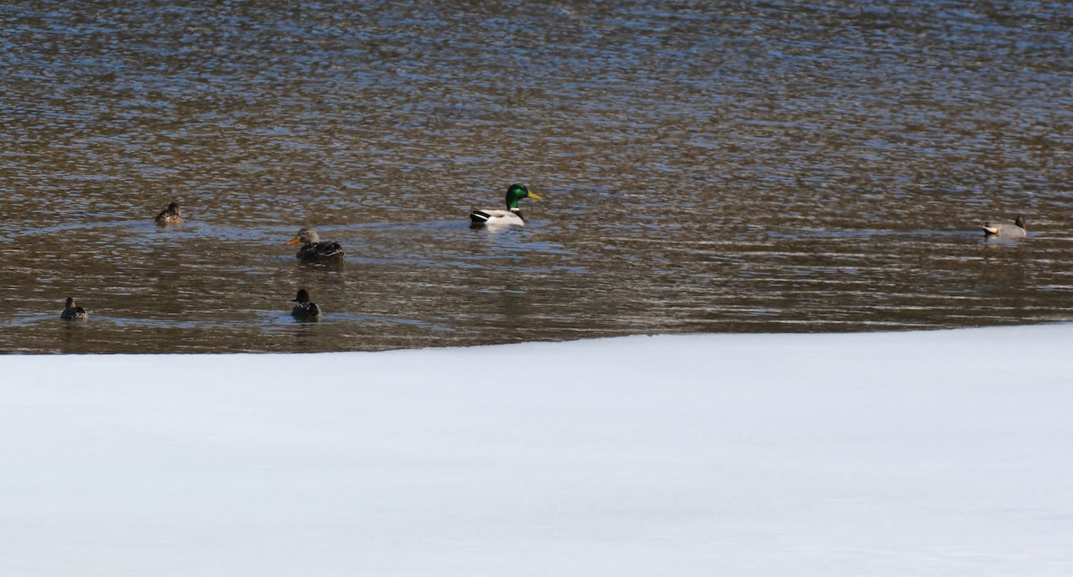 Green-winged Teal - ML27109951