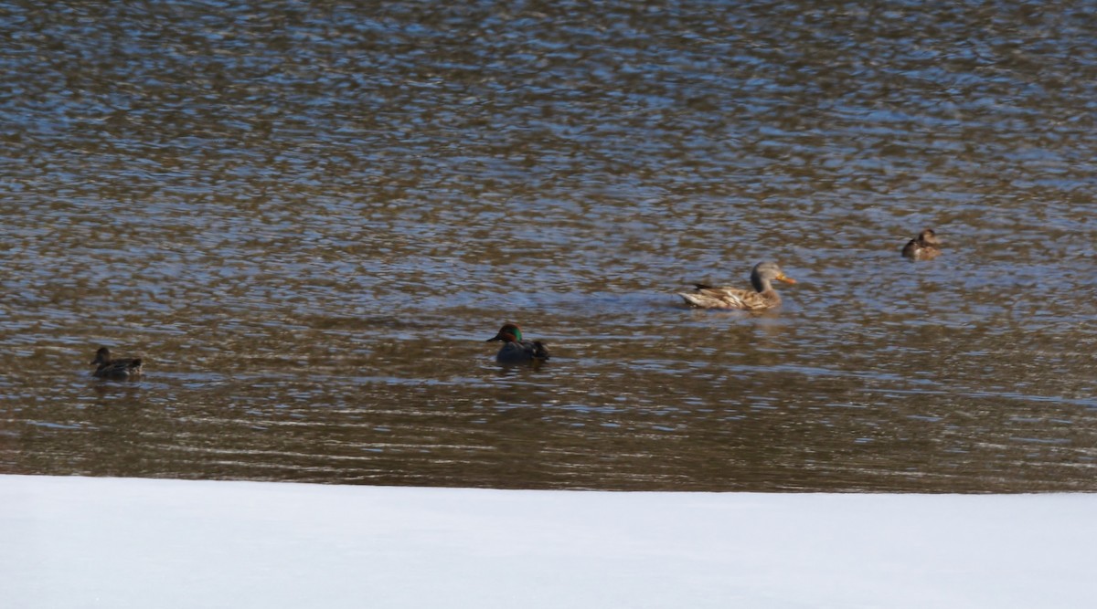 Green-winged Teal - ML27109971