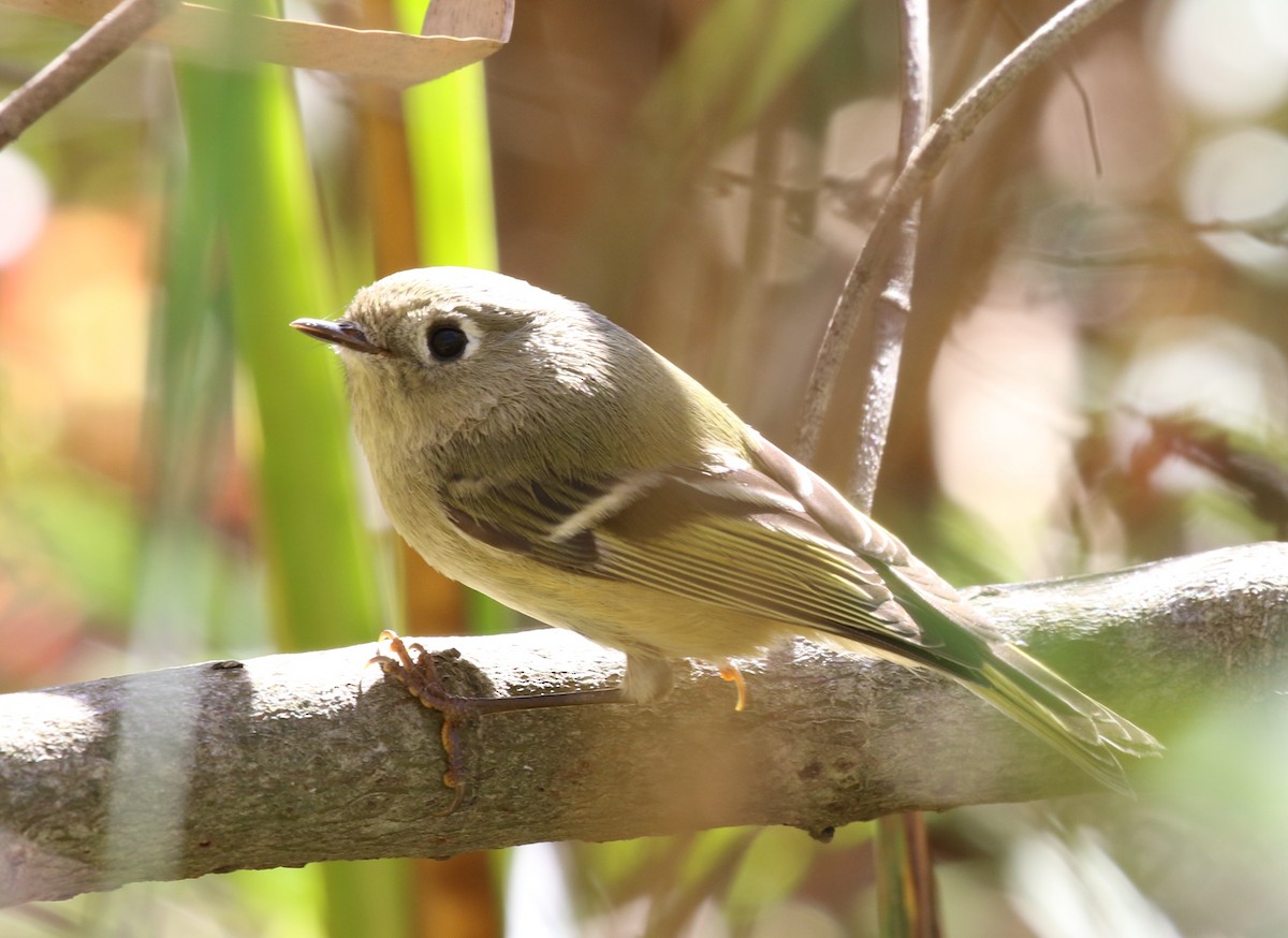 Ruby-crowned Kinglet - ML271101061