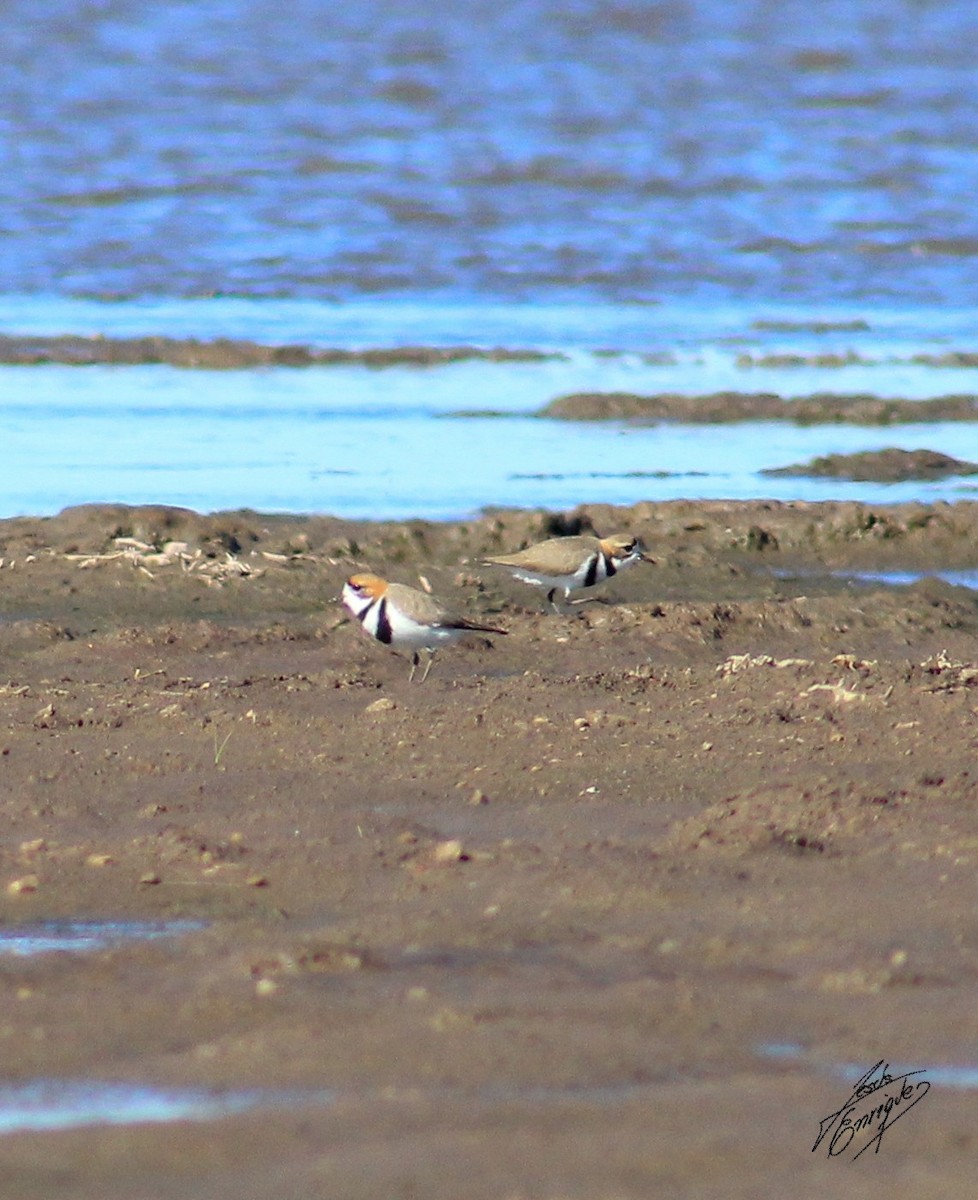 Two-banded Plover - ML271101641