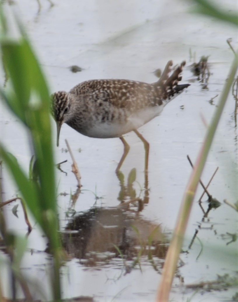 Wood Sandpiper - ML271101741