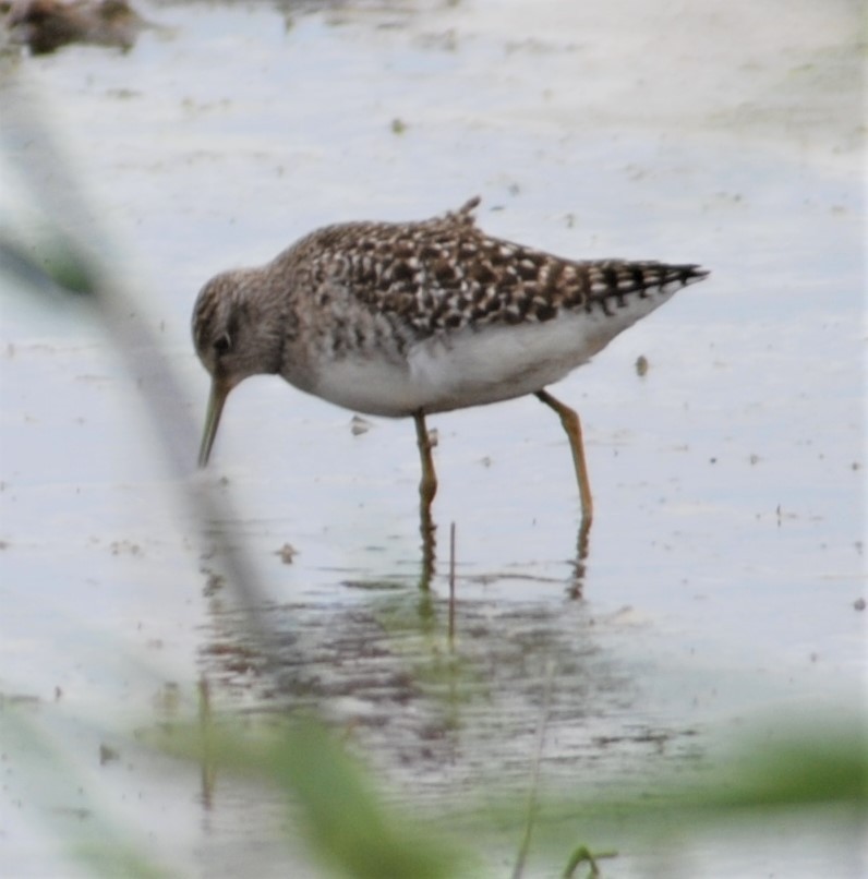 Wood Sandpiper - ML271101761