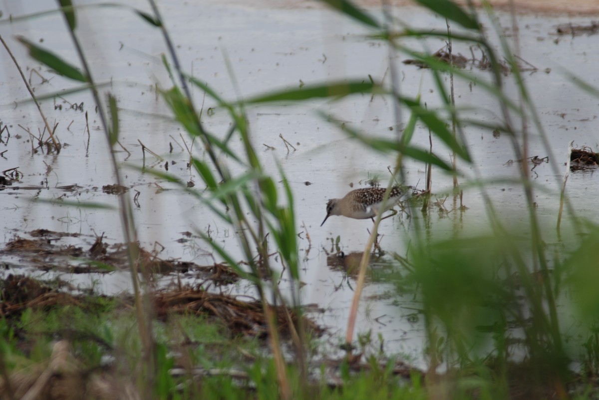 Wood Sandpiper - ML271101781