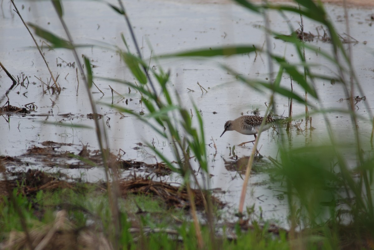 Wood Sandpiper - Daniel Lebbin