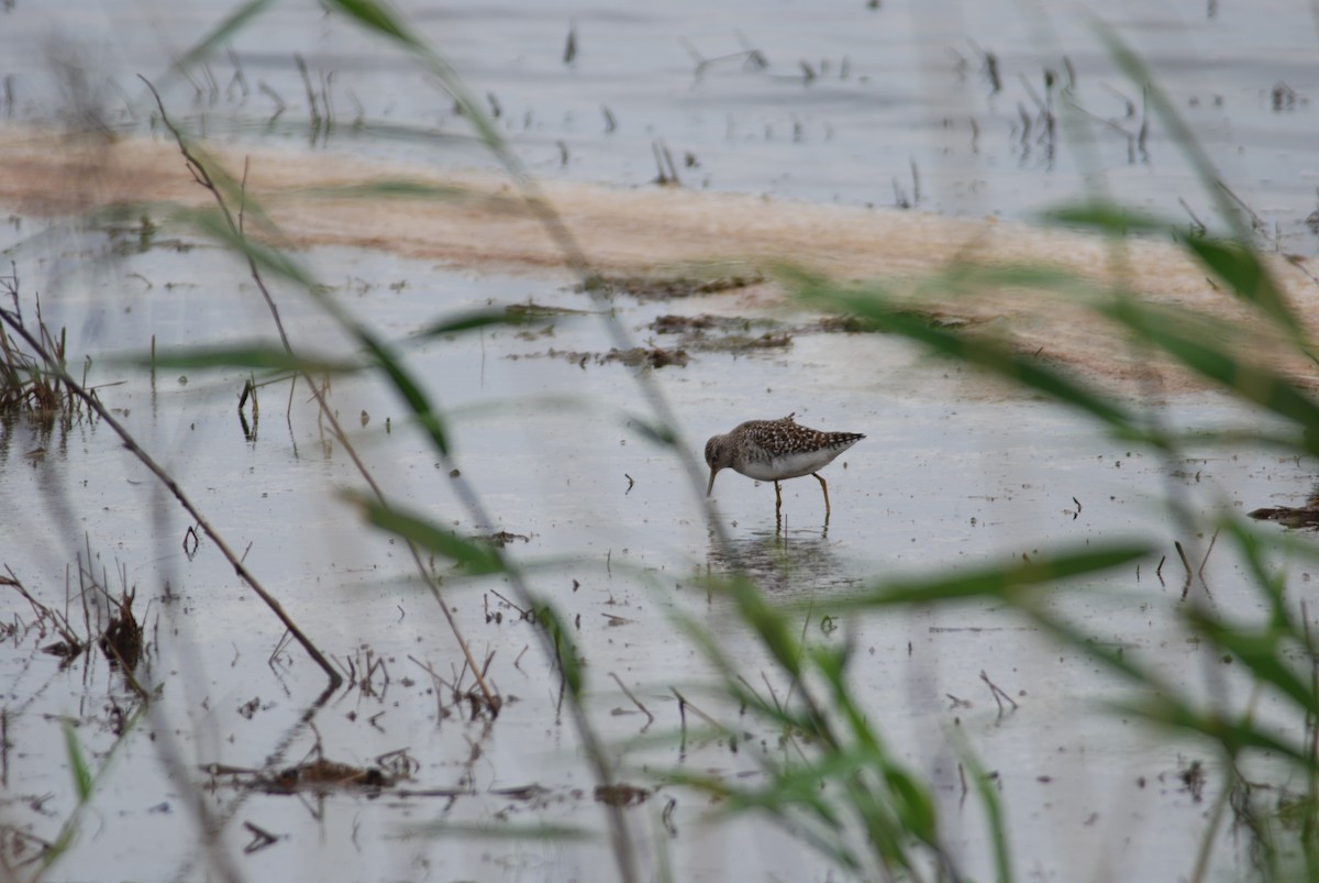 Wood Sandpiper - Daniel Lebbin