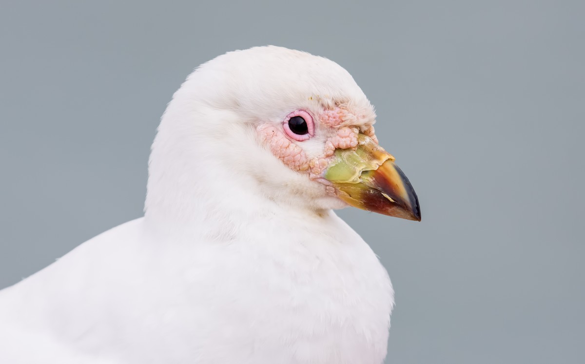 Snowy Sheathbill - Shailesh Pinto