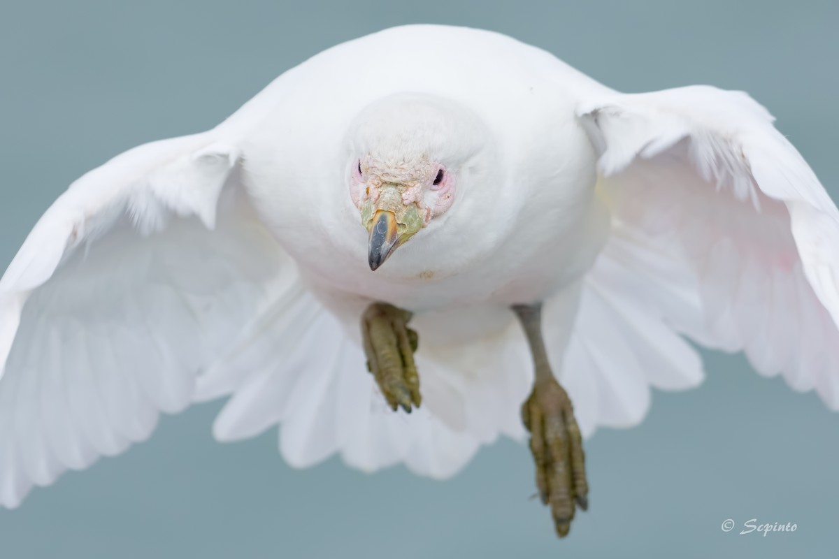 Snowy Sheathbill - ML271102511