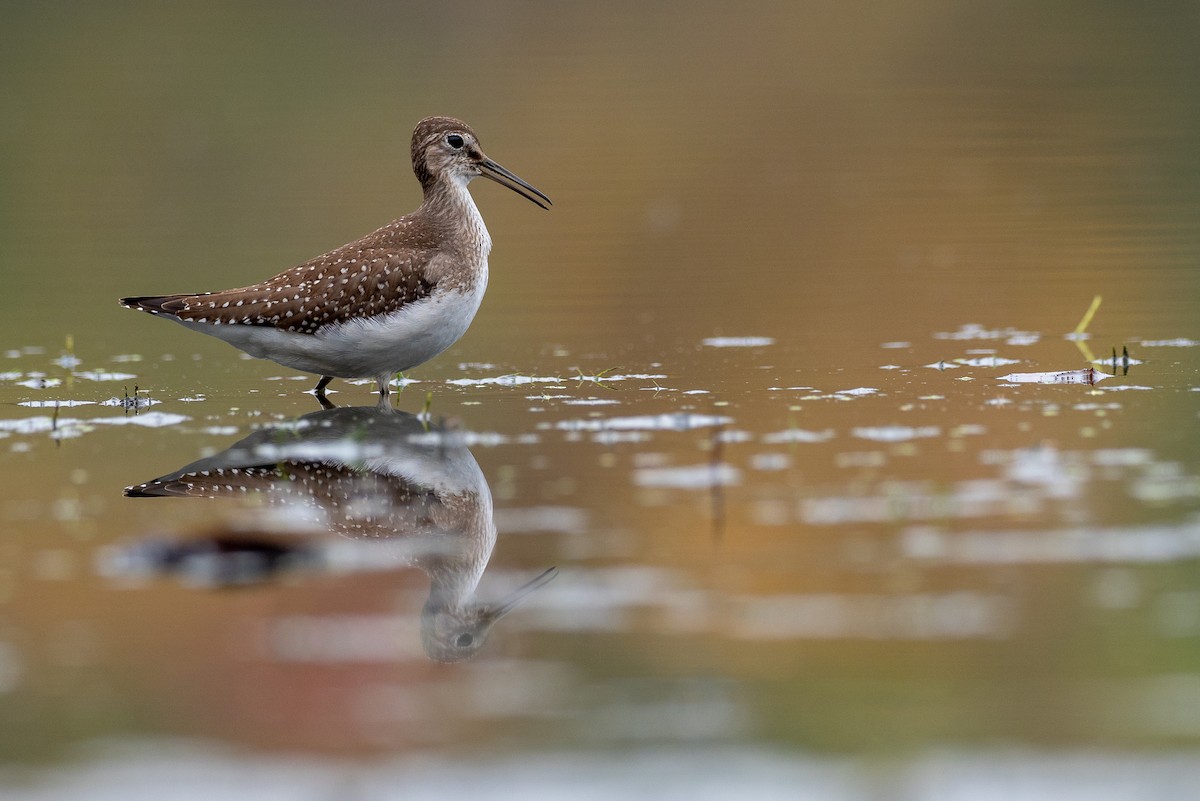 Solitary Sandpiper - Forest Botial-Jarvis