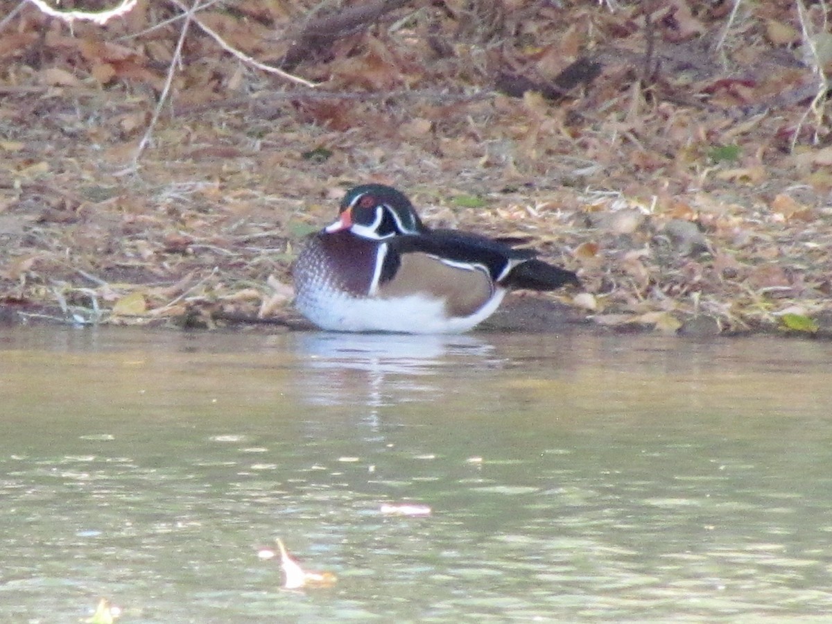 Wood Duck - ML271104061