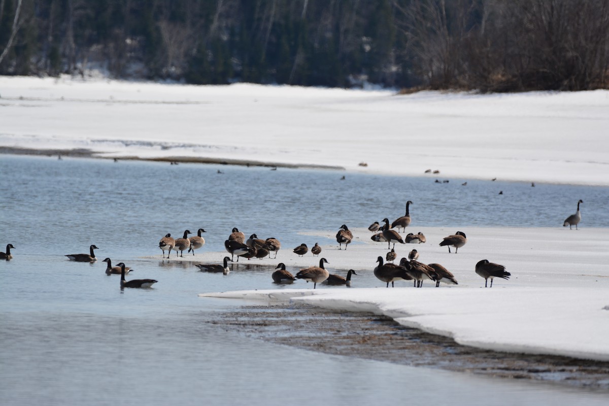 Canada Goose - ML27110851