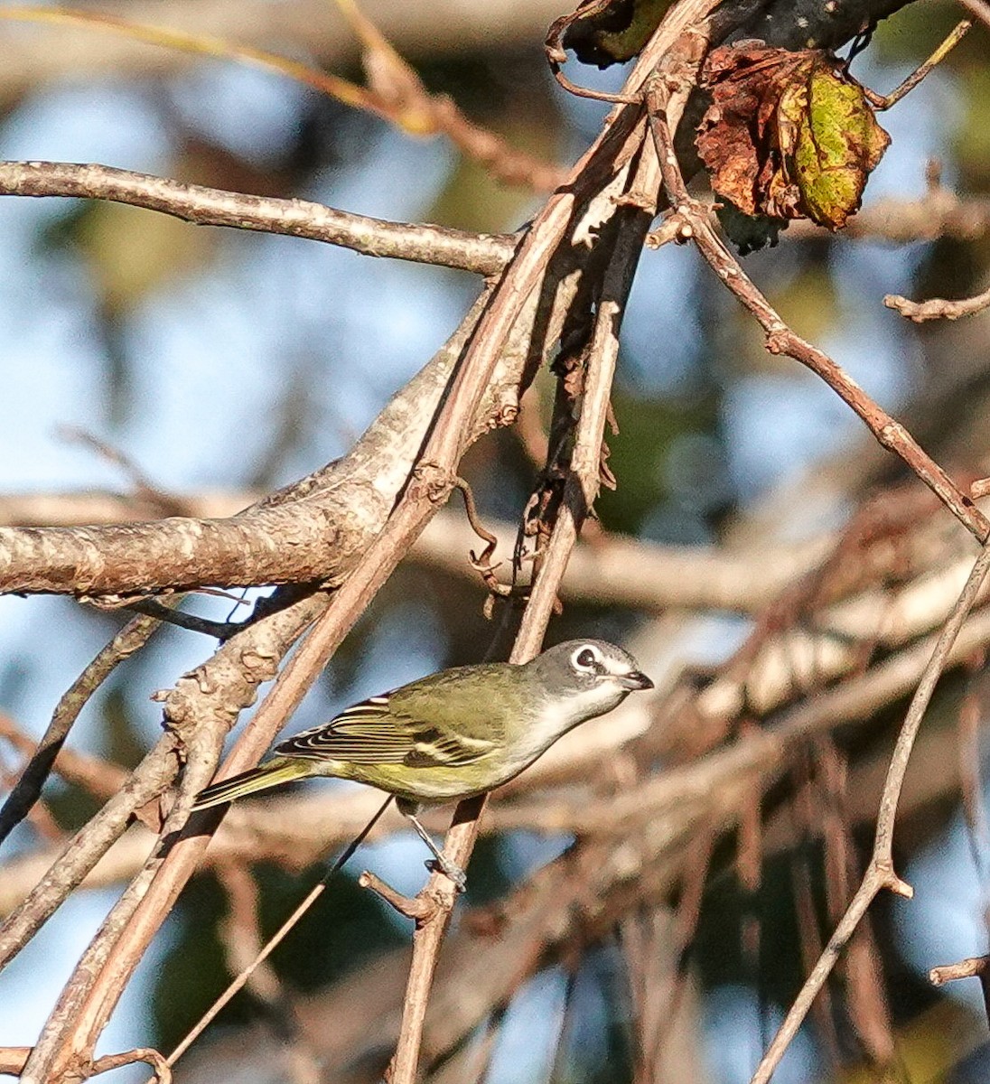 Blue-headed Vireo - ML271108771