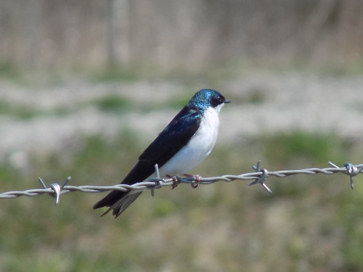 Hirondelle bicolore - ML27110881