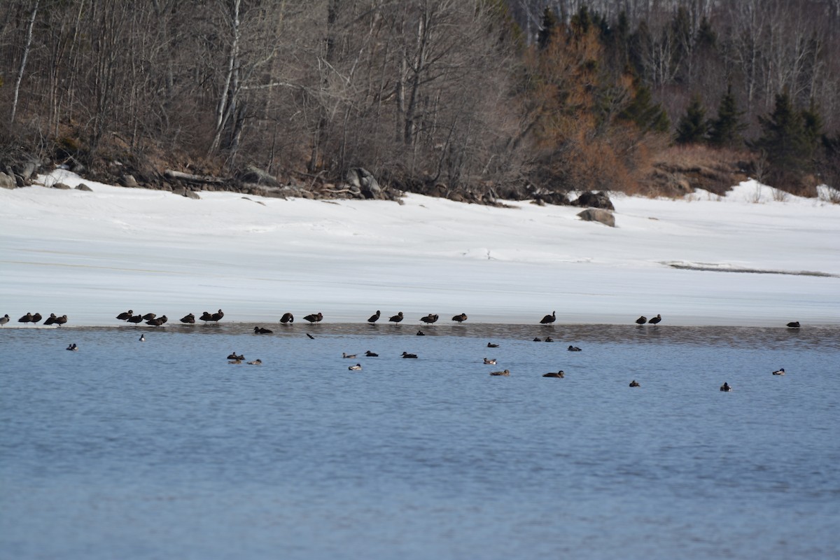 American Black Duck - ML27110891