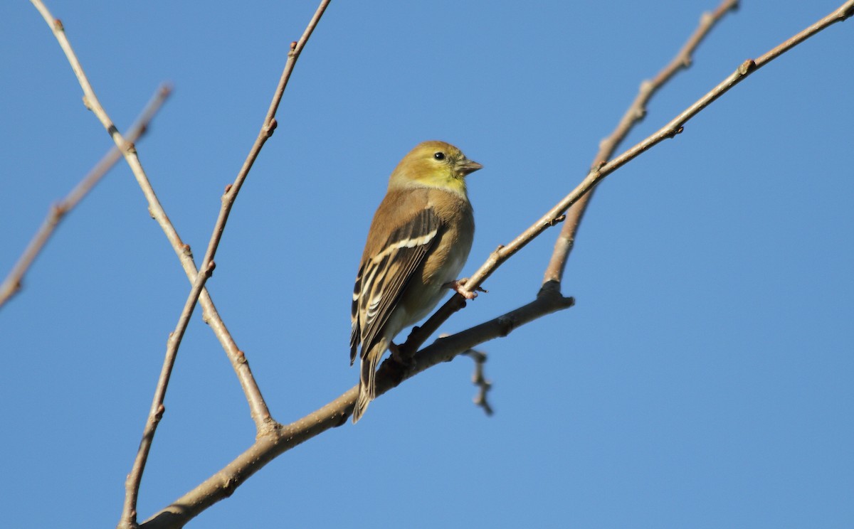 American Goldfinch - Stella Tea