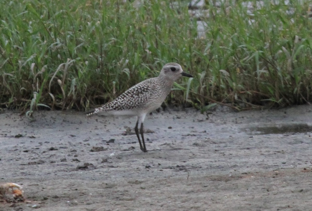 Black-bellied Plover - ML271110781