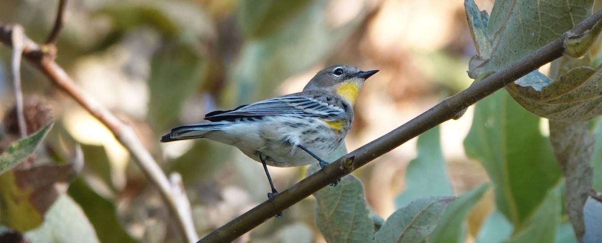 Yellow-rumped Warbler (Audubon's) - ML271110821