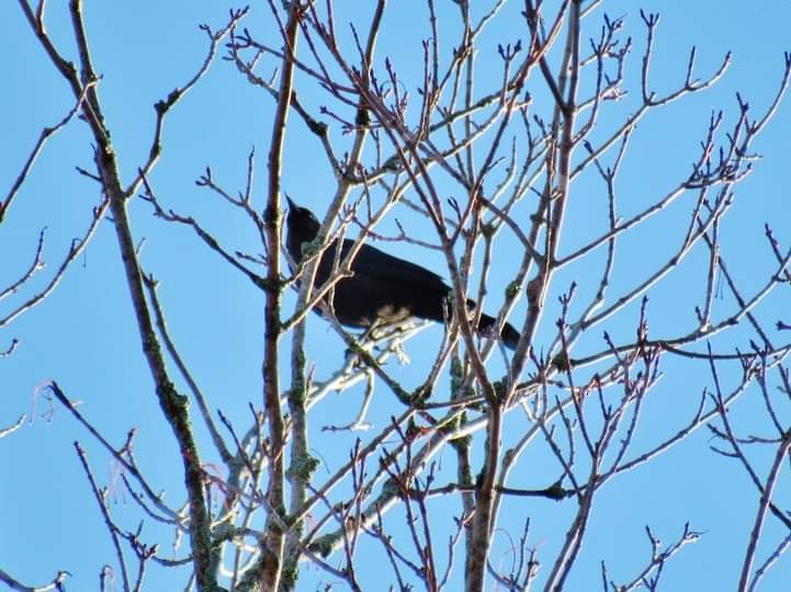 Rusty Blackbird - Elaine Poulin