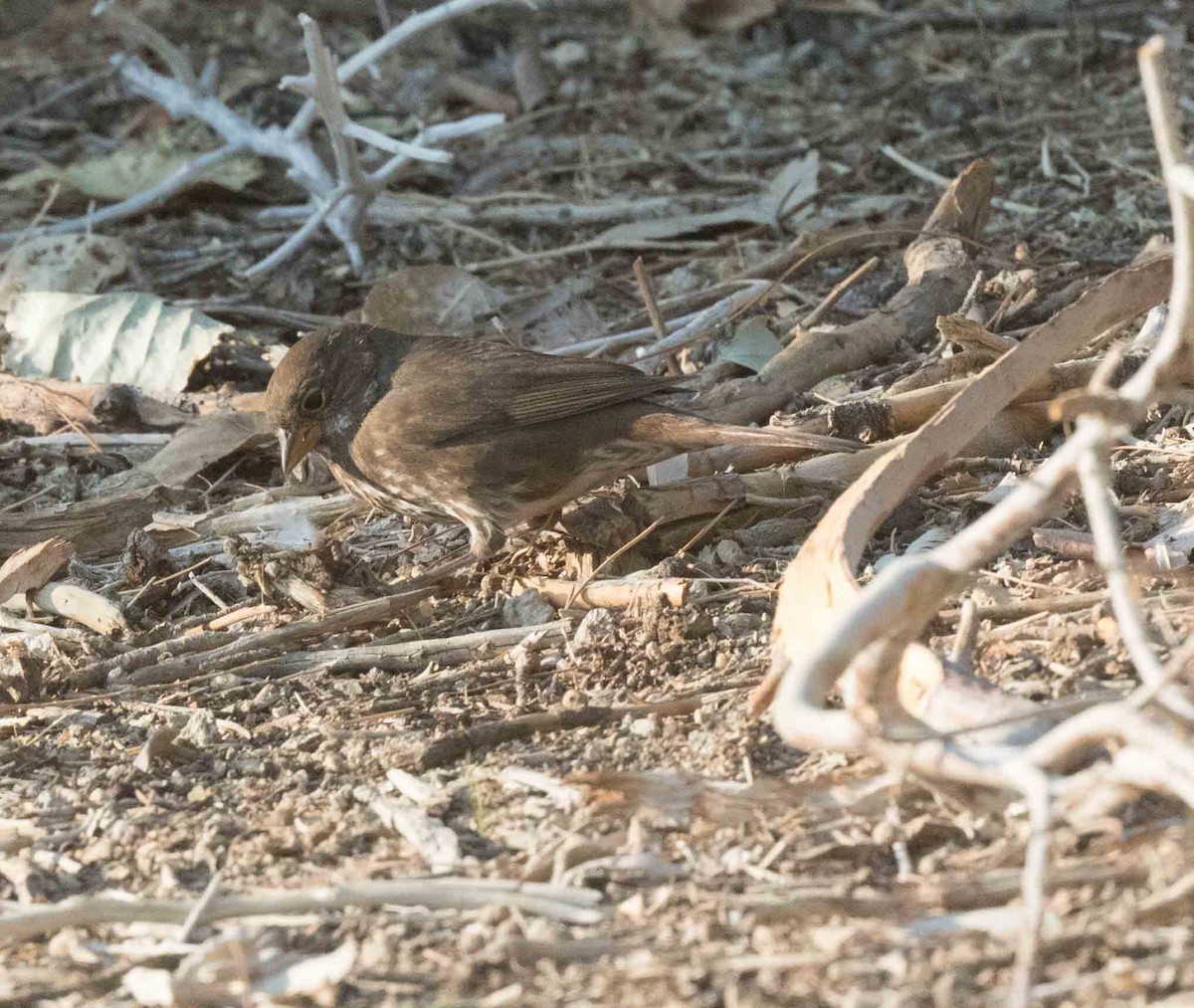 Fox Sparrow - ML271113111