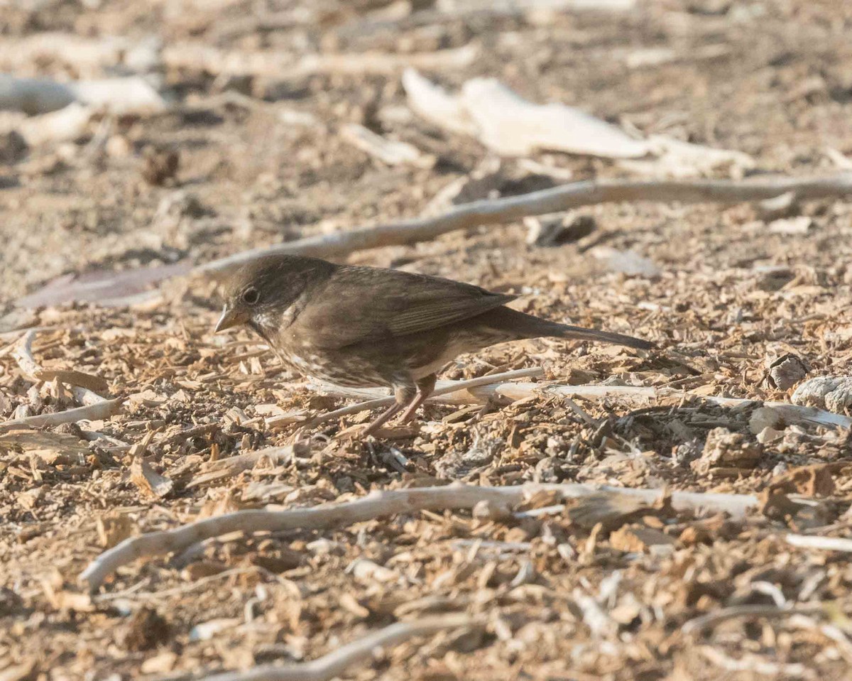 Fox Sparrow - ML271113121