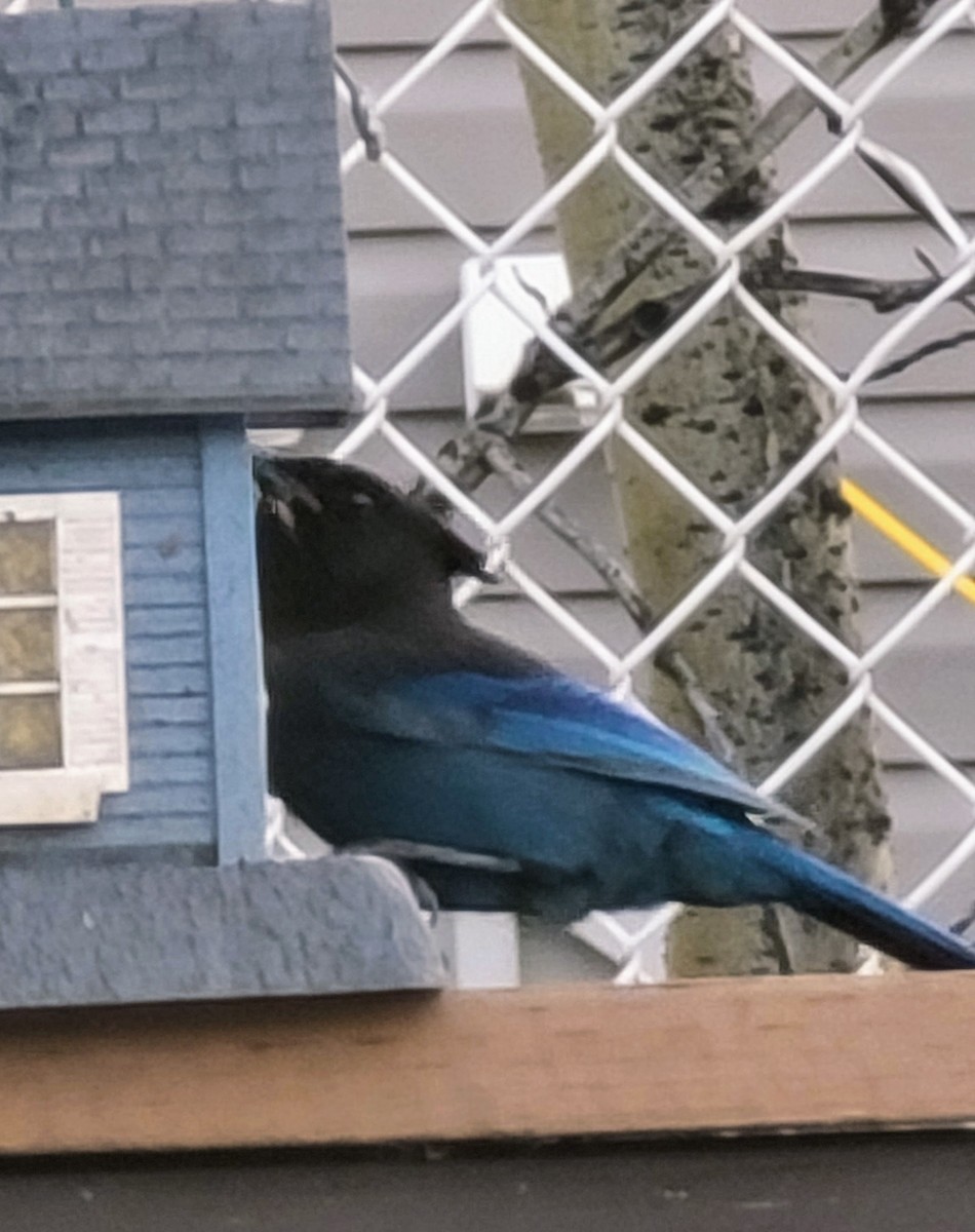 Steller's Jay (Coastal) - ML271113211