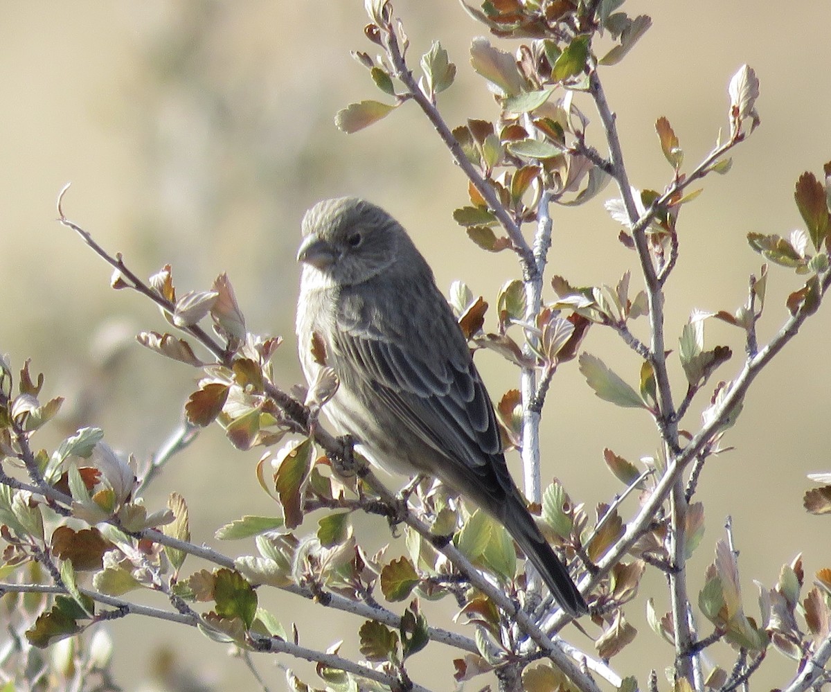 House Finch - ML271114761