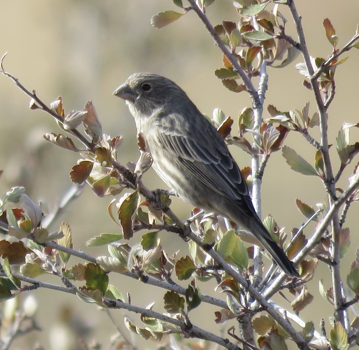 House Finch - ML271114781